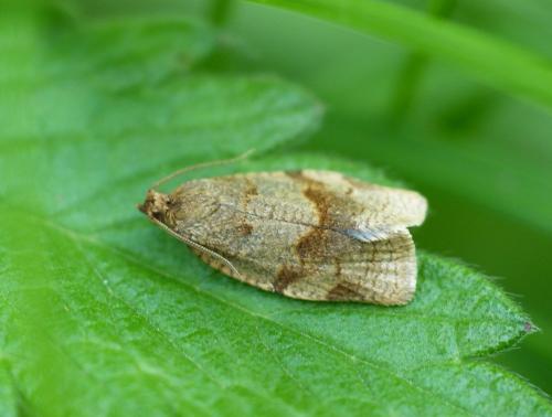 Choristoneura diversana